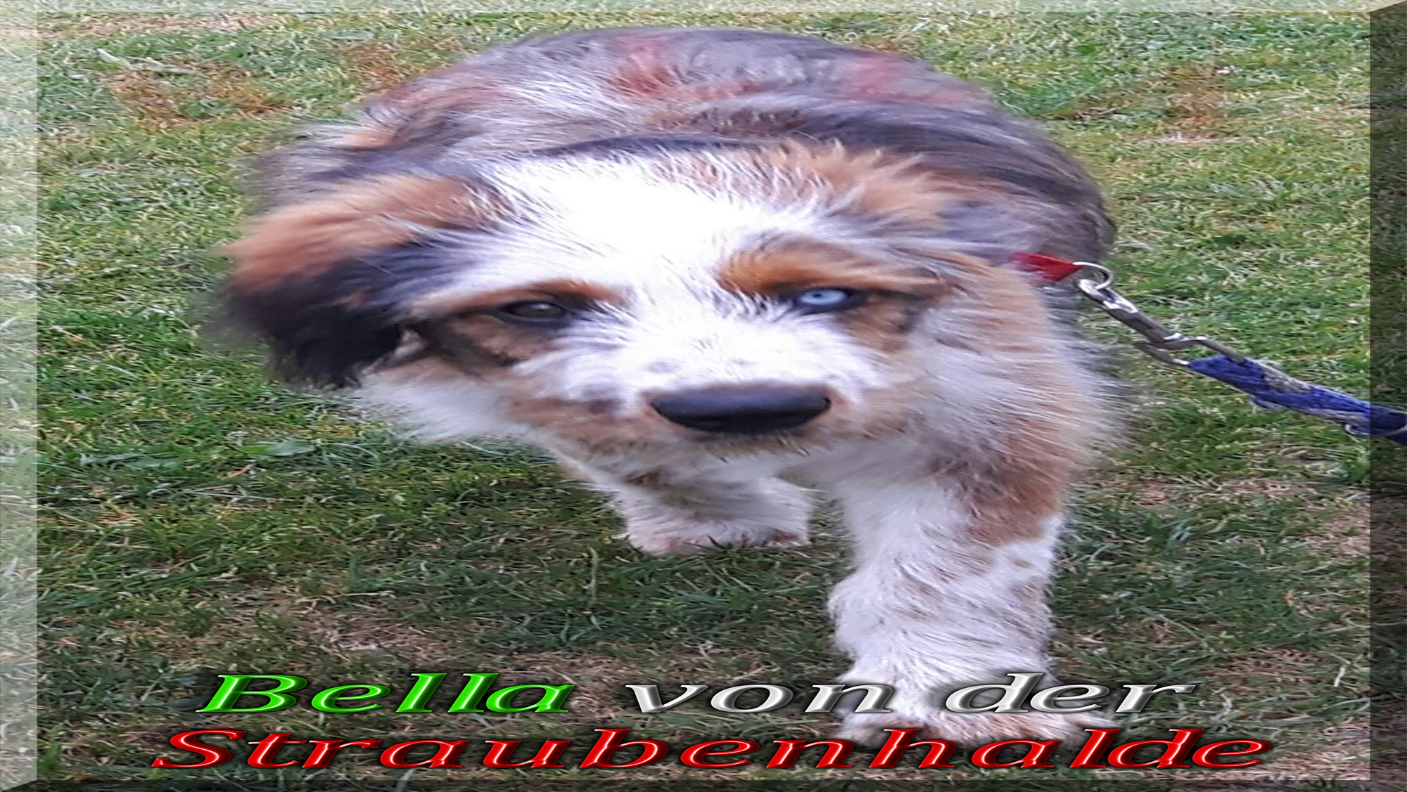 Wäller von der Straubenhalde